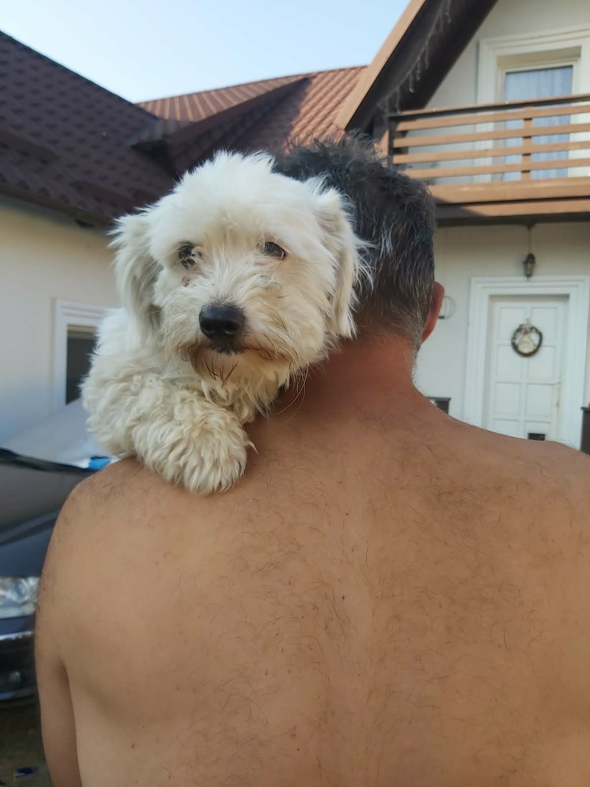 Archie Lieber Bichon-Mix Archie
