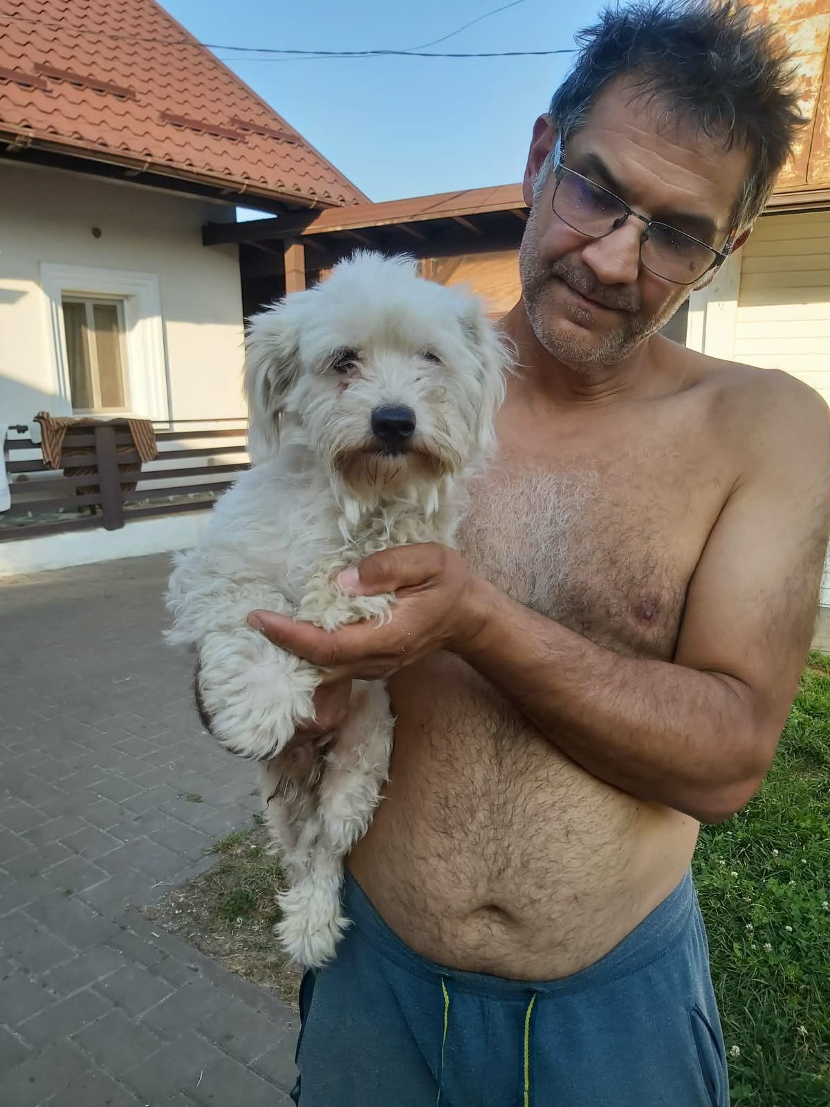Archie Lieber Bichon-Mix Archie