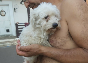 Archie Lieber Bichon-Mix Archie