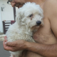 Lieber Bichon-Mix Archie