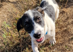 Neugieriger Jack-Russell-Mix Lio