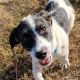 Neugieriger Jack-Russell-Mix Lio