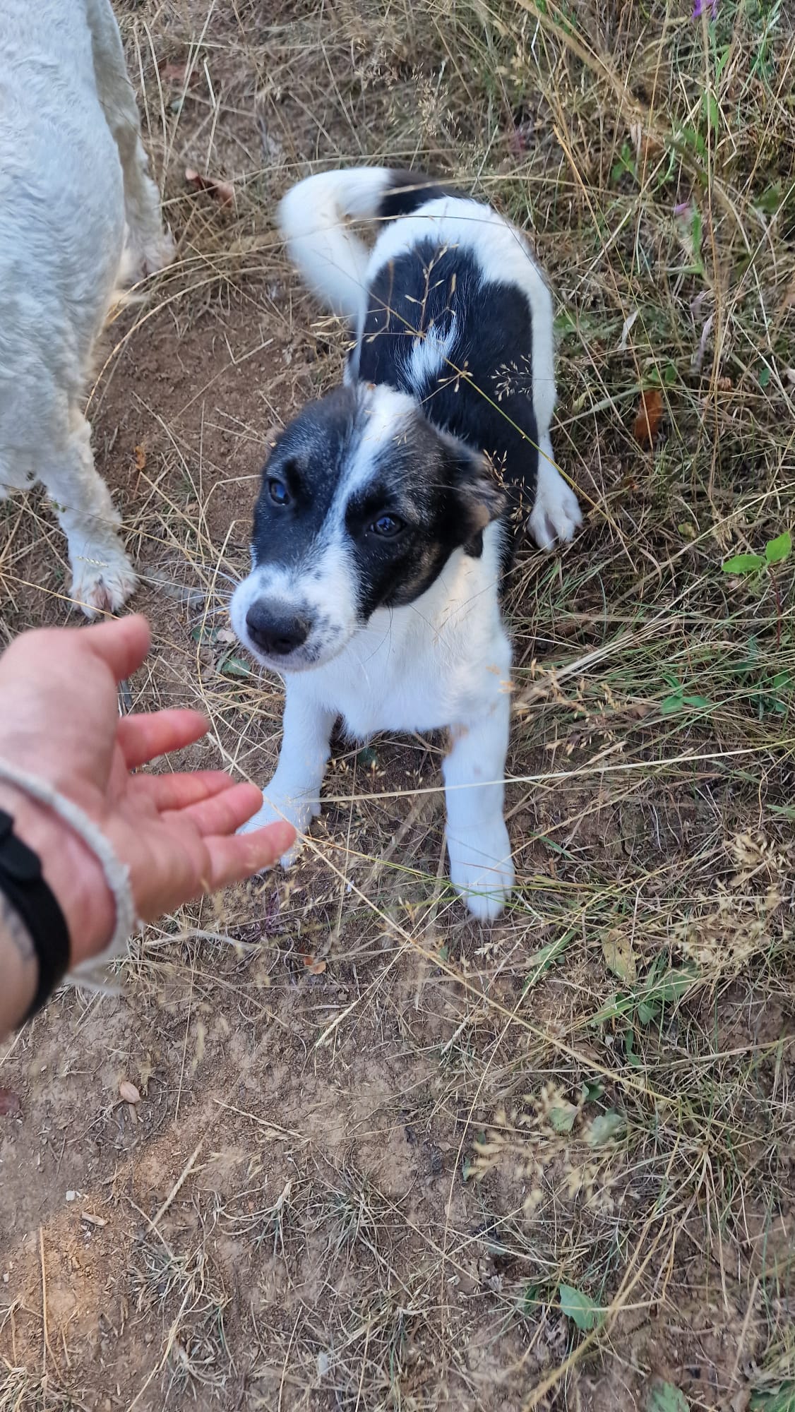 Neugieriger Jack-Russell-Mix Lio