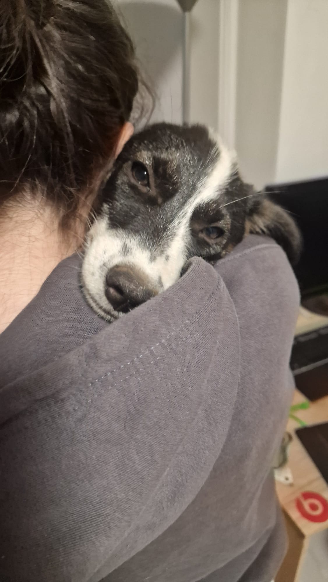 Neugieriger Jack-Russell-Mix Lio