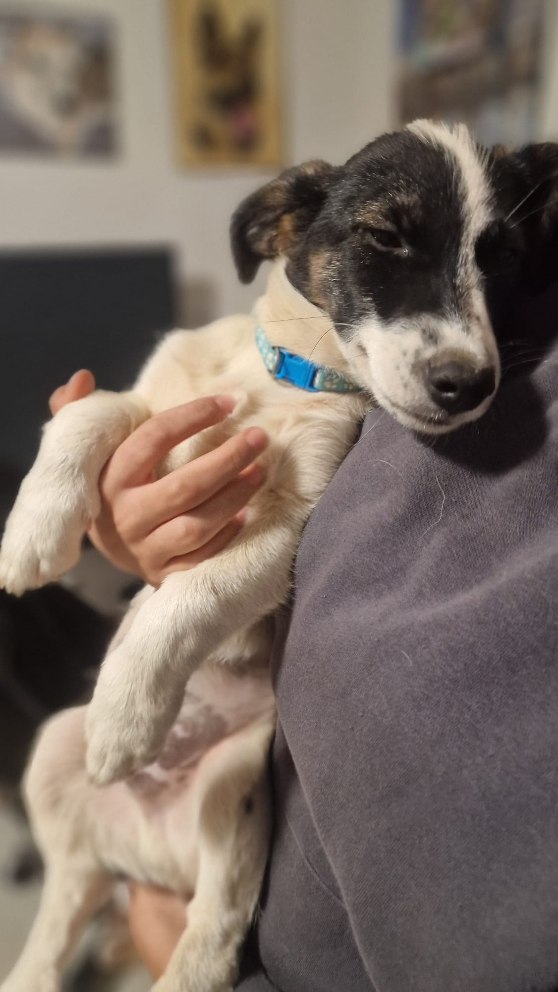 Neugieriger Jack-Russell-Mix Lio