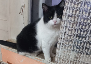 Dickerchen Liebes Katzenduo Dickerchen und Gray