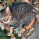 Liebes Katzenduo Dickerchen und Gray