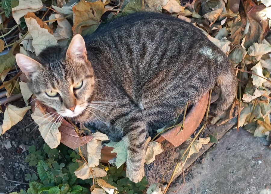 Gray Liebes Katzenduo Dickerchen und Gray