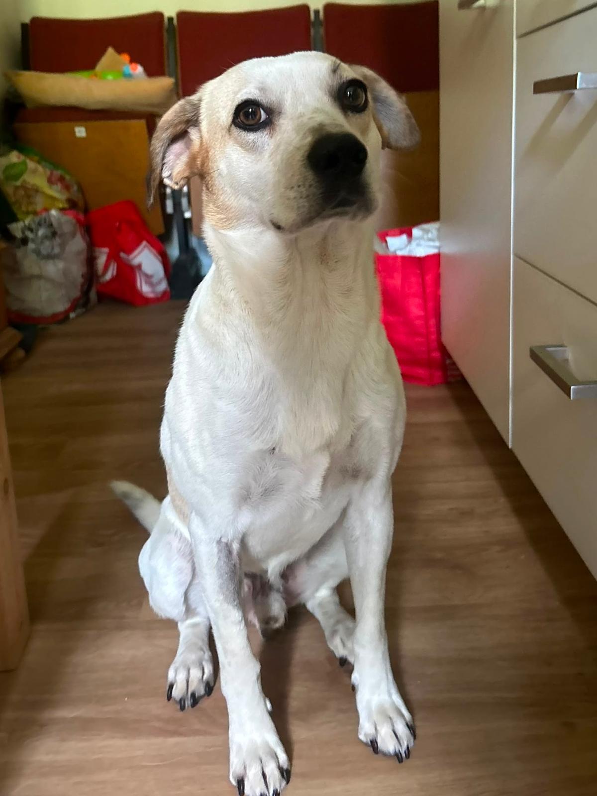 Goldstück Pitt