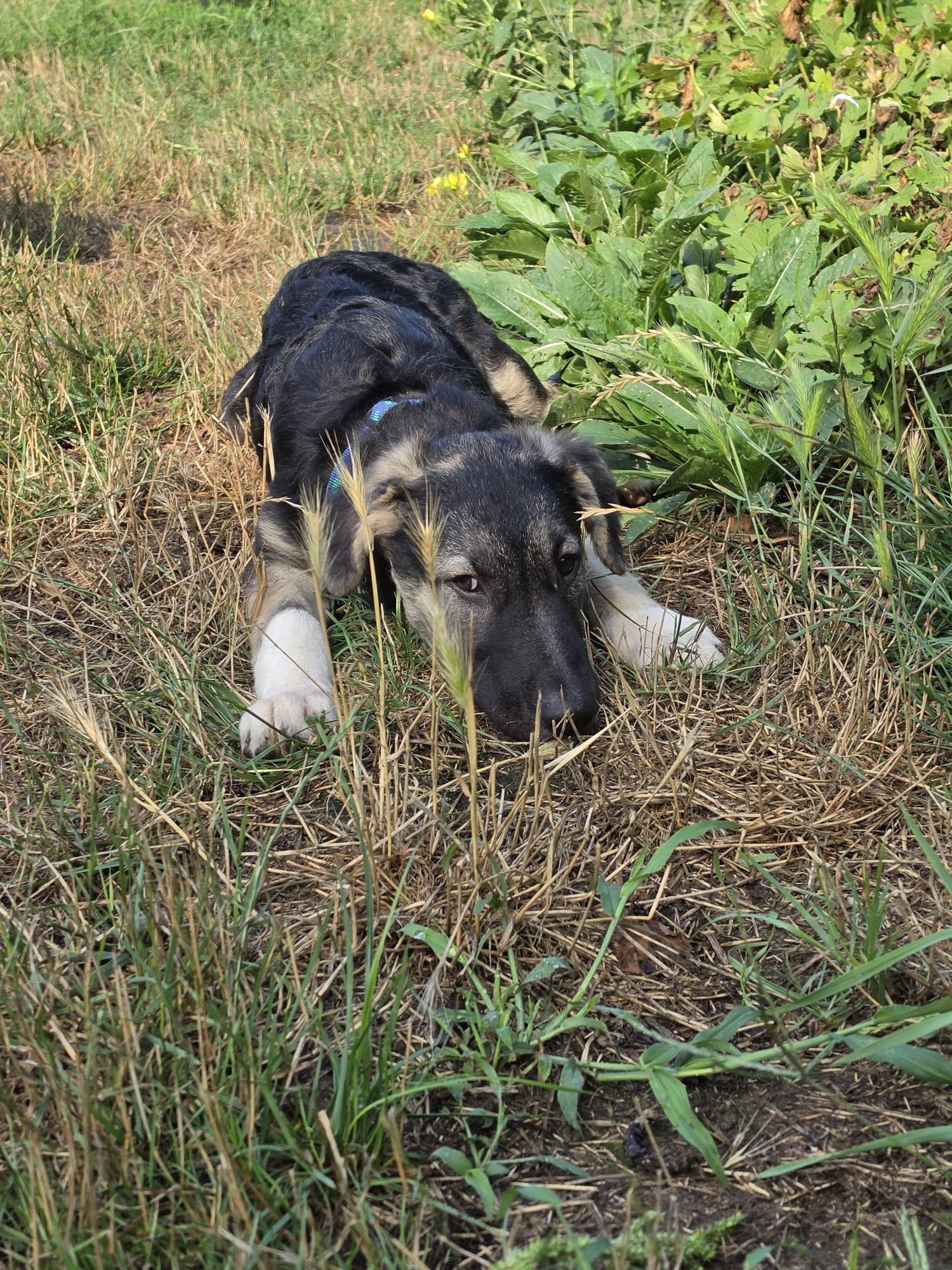 Roxy Entdeckerin Roxy