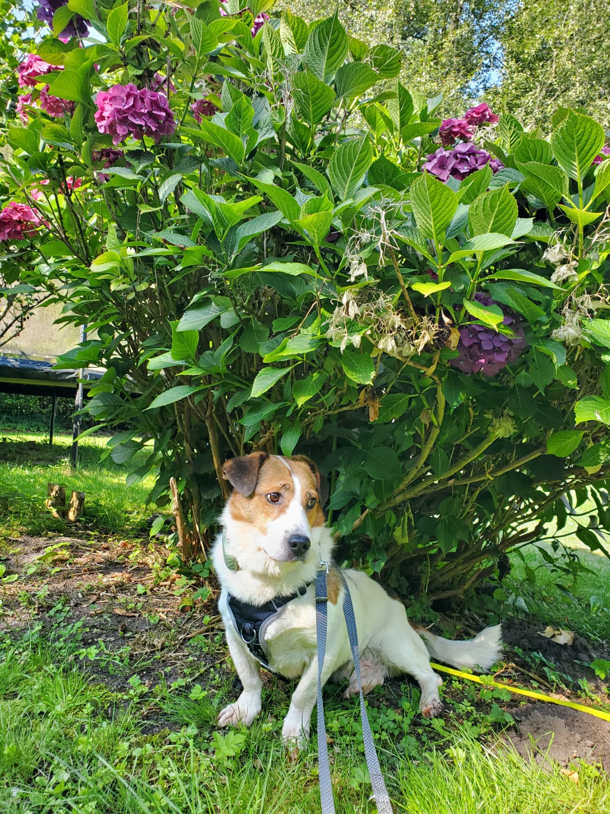 Hasenherz Max