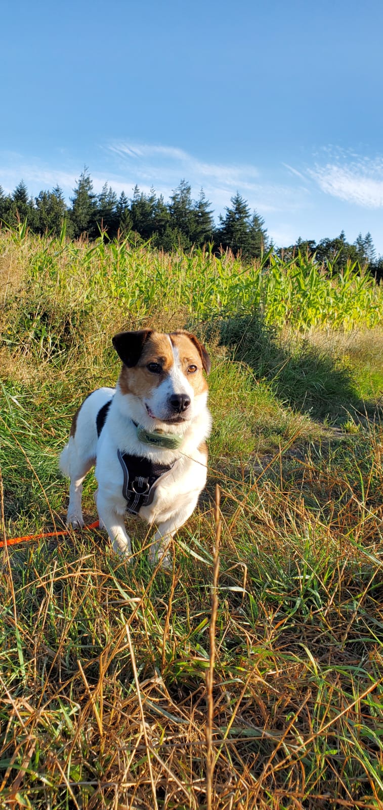 Hasenherz Max