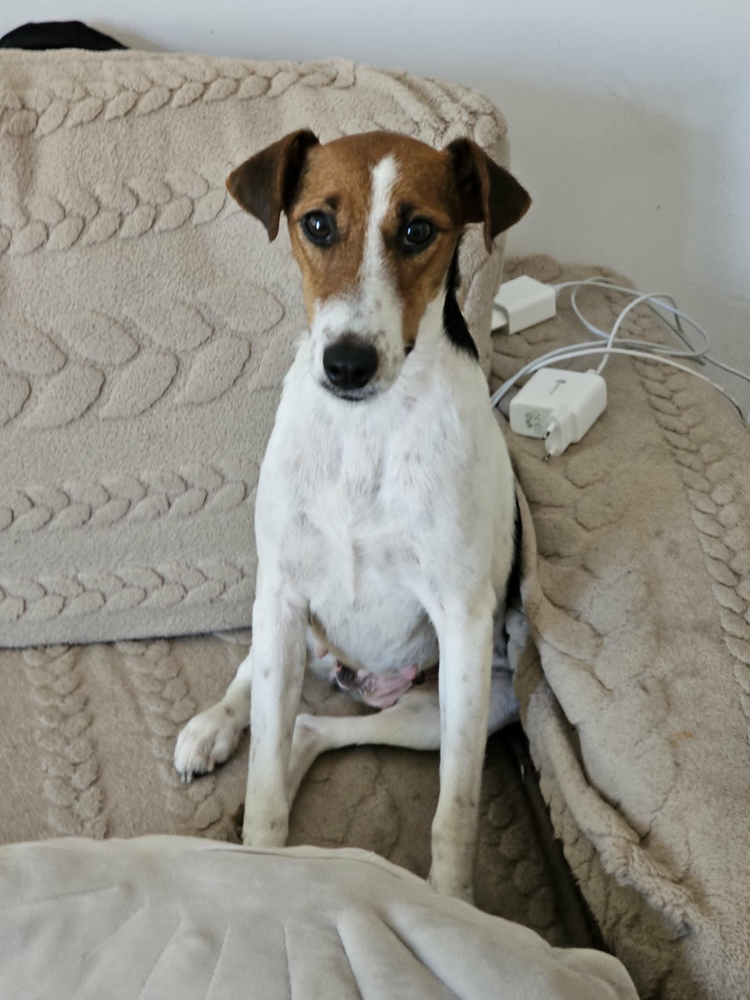 Trixie Verschmuste Fox-Terrier-Mix-Dame