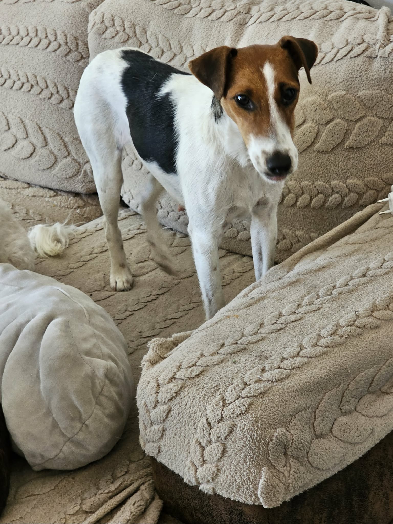 Trixie Verschmuste Fox-Terrier-Mix-Dame