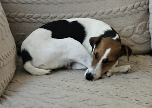 Trixie Verschmuste Fox-Terrier-Mix-Dame