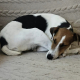 Verschmuste Fox-Terrier-Mix-Dame