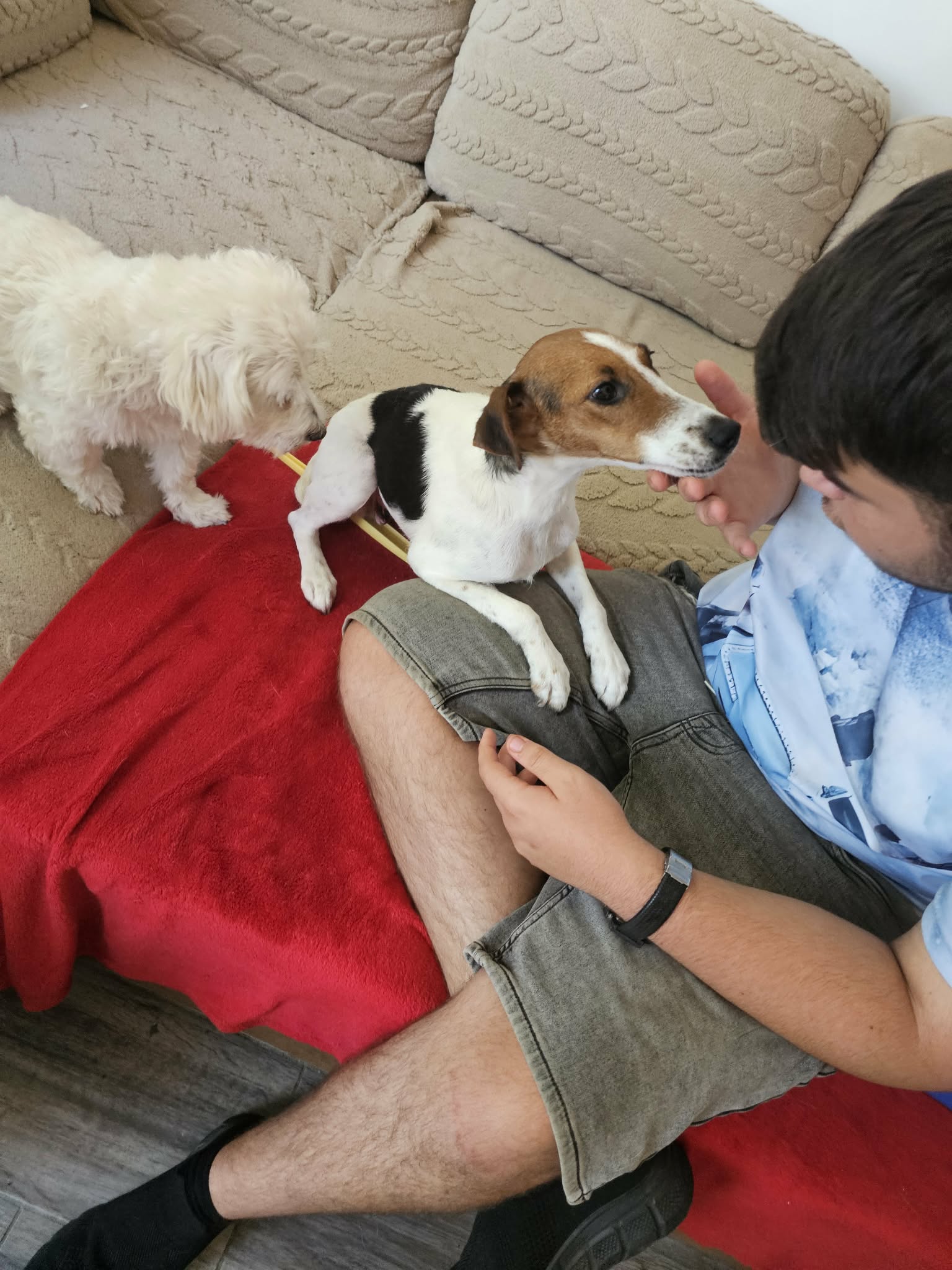 Trixie Verschmuste Fox-Terrier-Mix-Dame