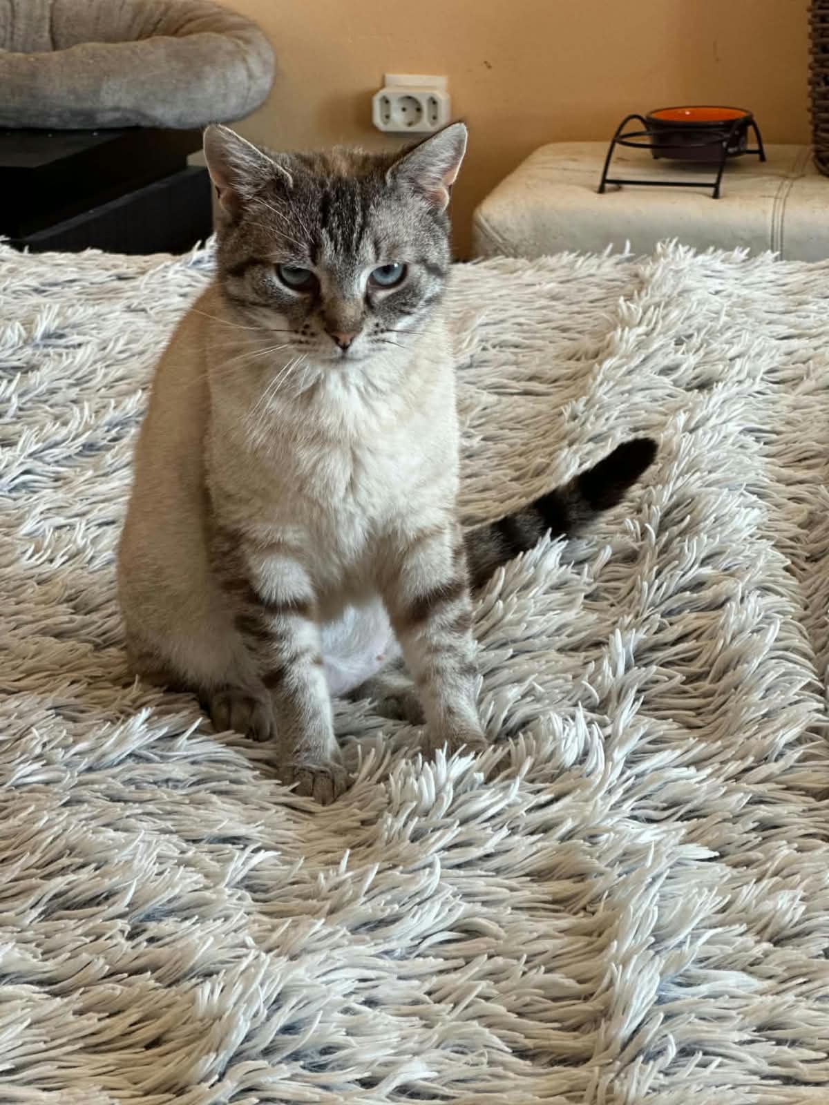 Aufmerksame Sasha