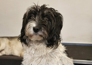 Wuschelhündin Daisy