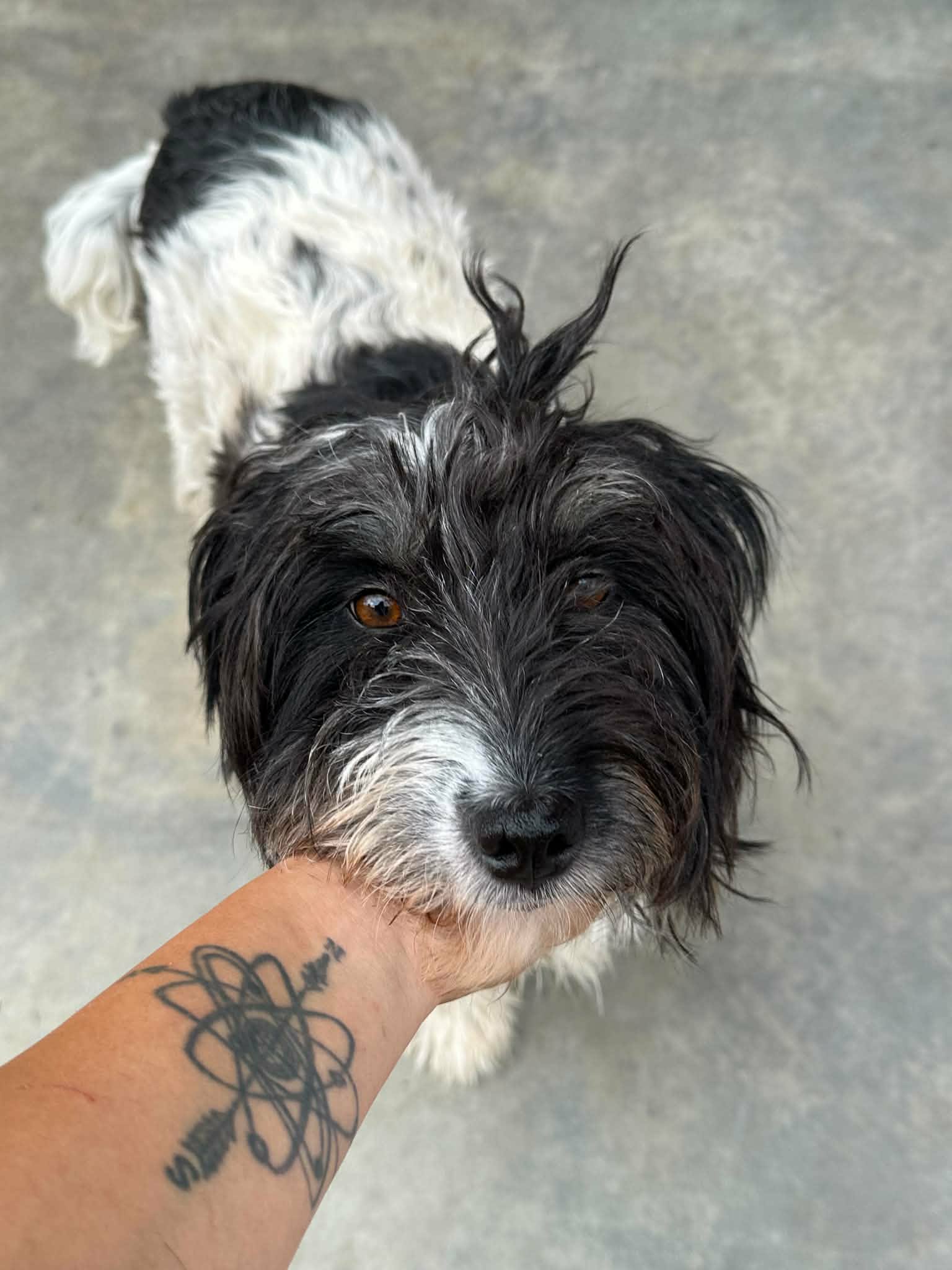Wuschelhündin Daisy