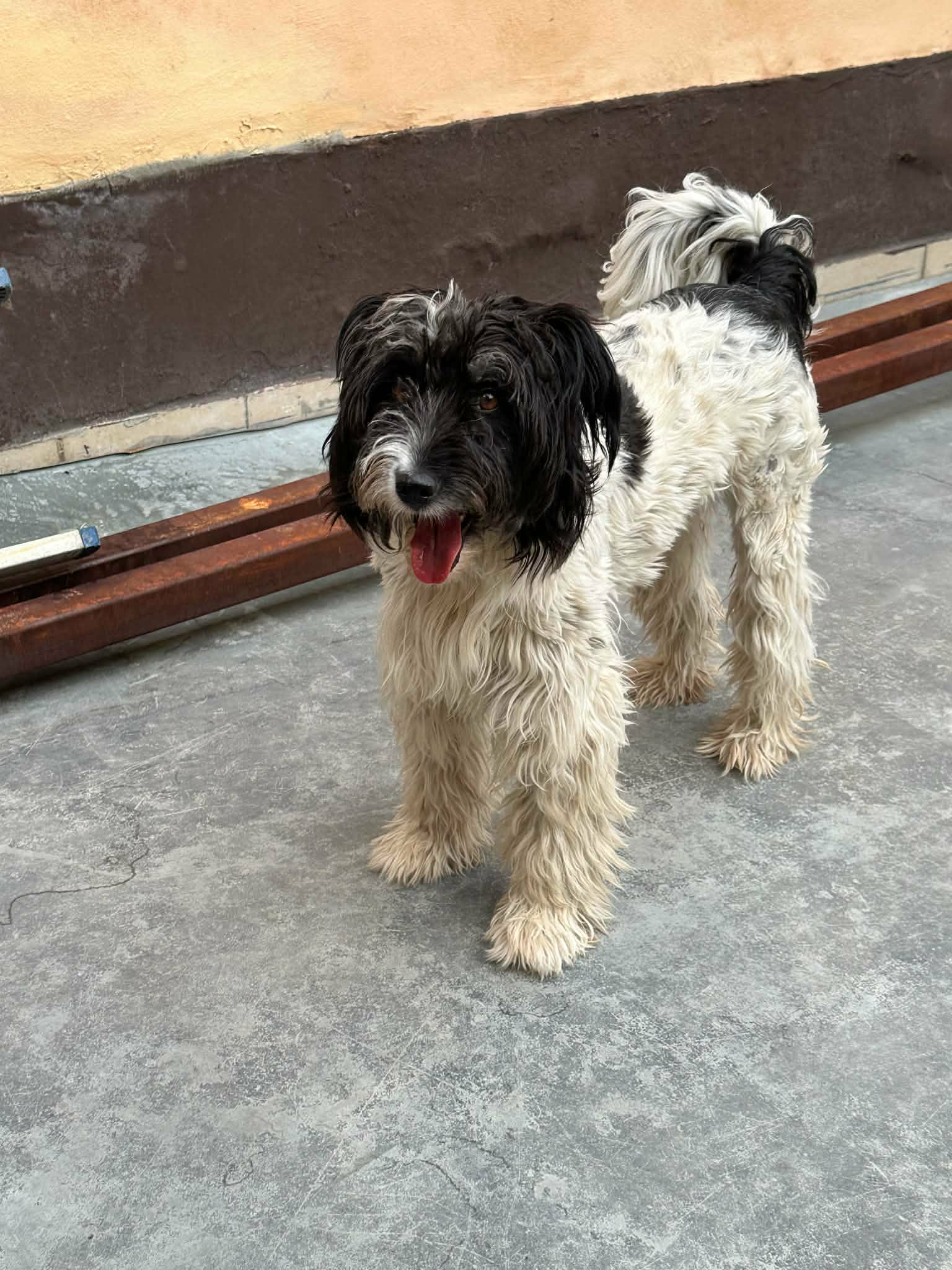 Wuschelhündin Daisy