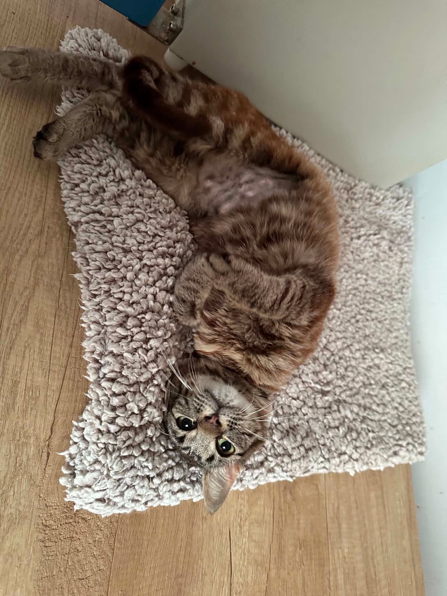 Liebevolle Cleo