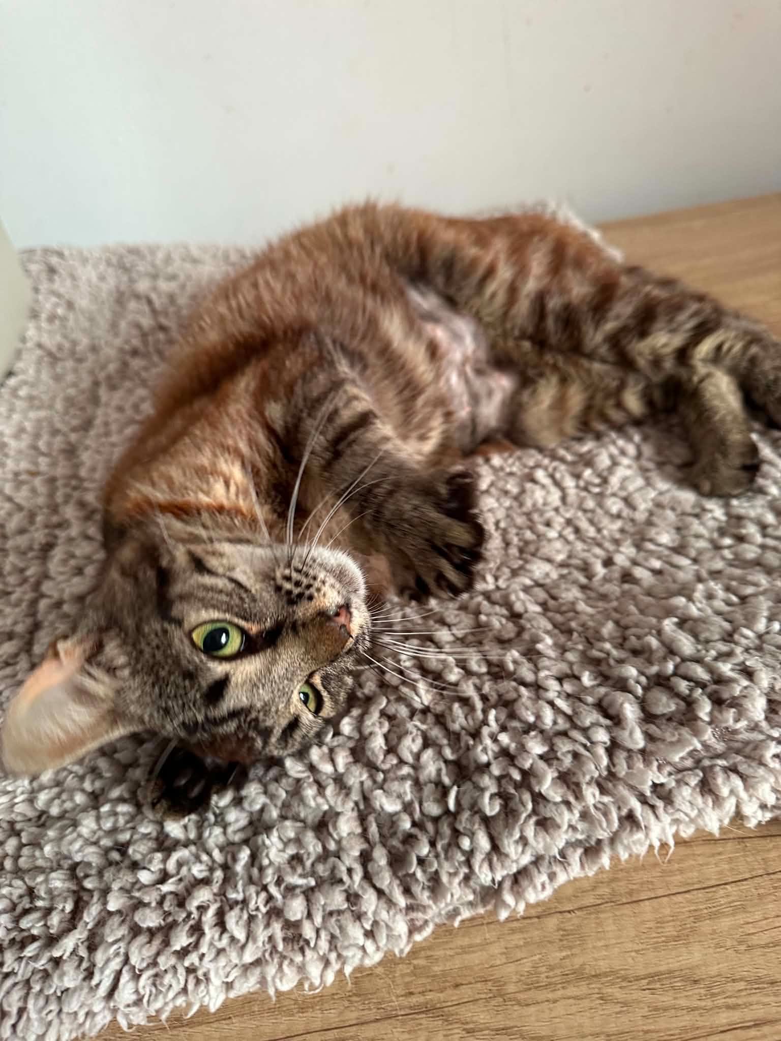 Liebevolle Cleo