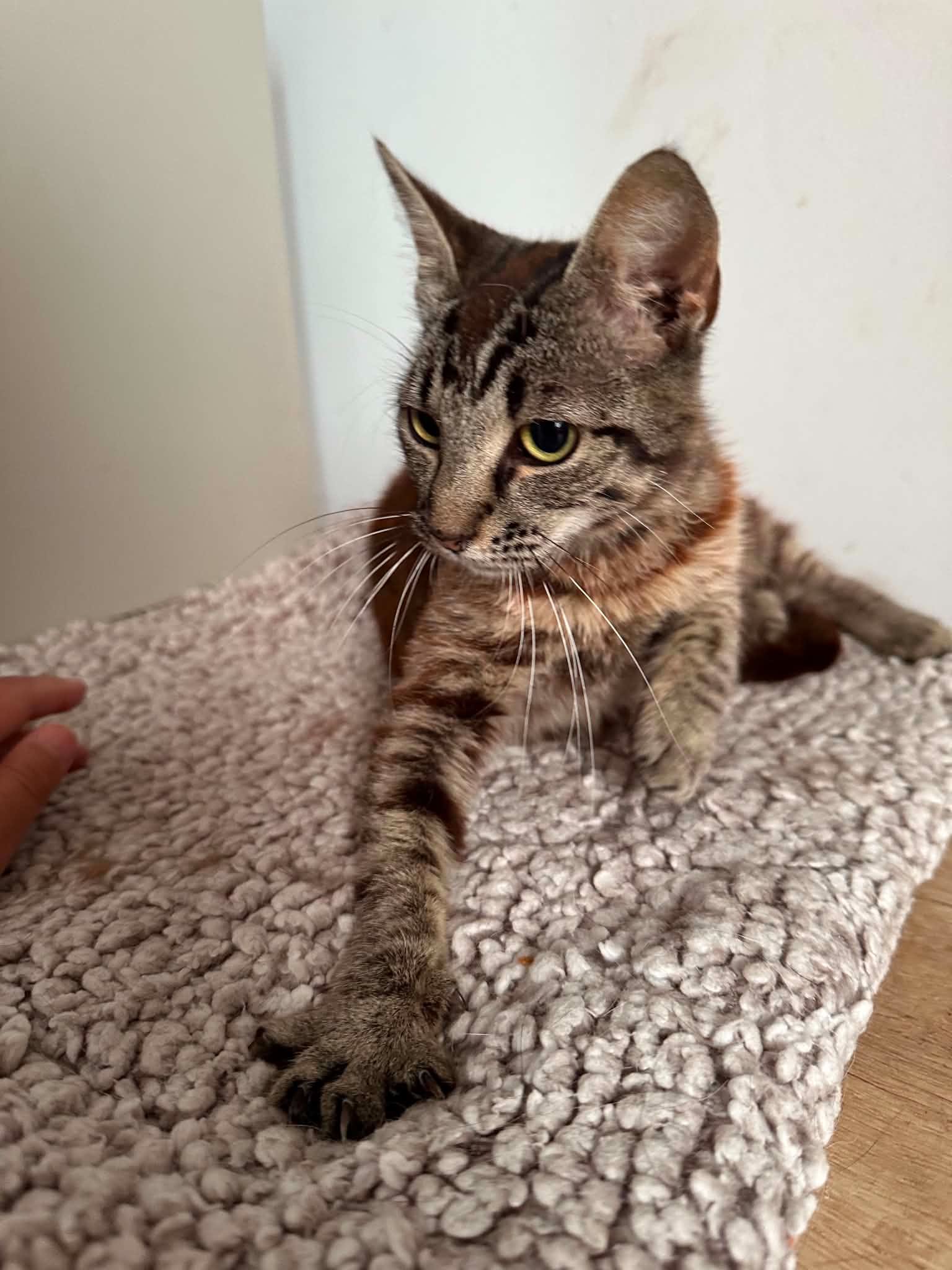 Liebevolle Cleo