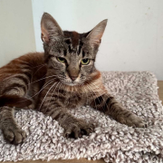 Liebevolle Cleo