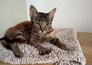 Liebevolle Cleo