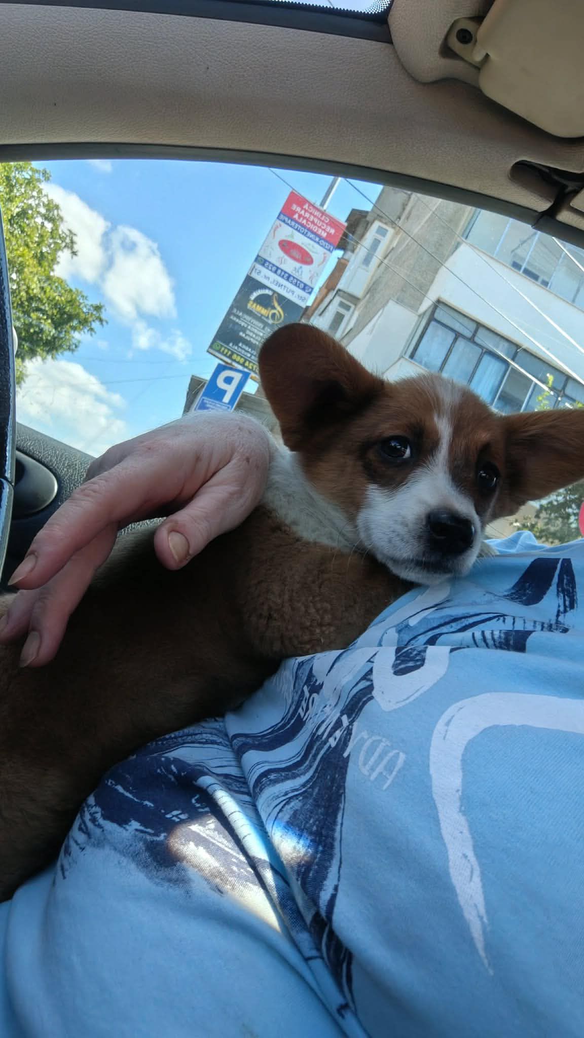Luke Freundlicher kleiner Luke