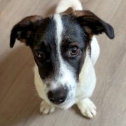 Neugieriger Jack-Russell-Mix Lio
