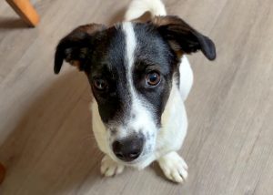 Lio Neugieriger Jack-Russell-Mix Lio