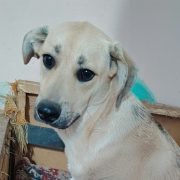 Zurückhaltender Cody