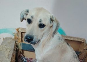 Zurückhaltender Cody