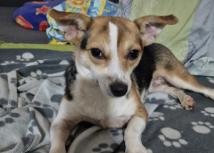 Fizzy Chihuahua-Mix Fizzy