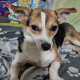 Chihuahua-Mix Fizzy