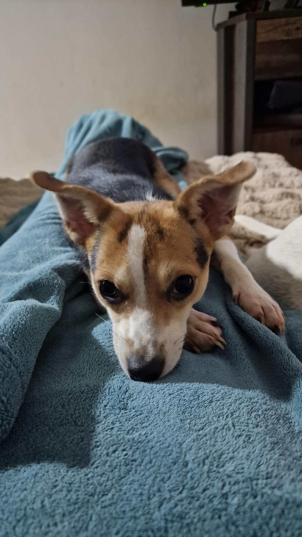 Fizzy Chihuahua-Mix Fizzy