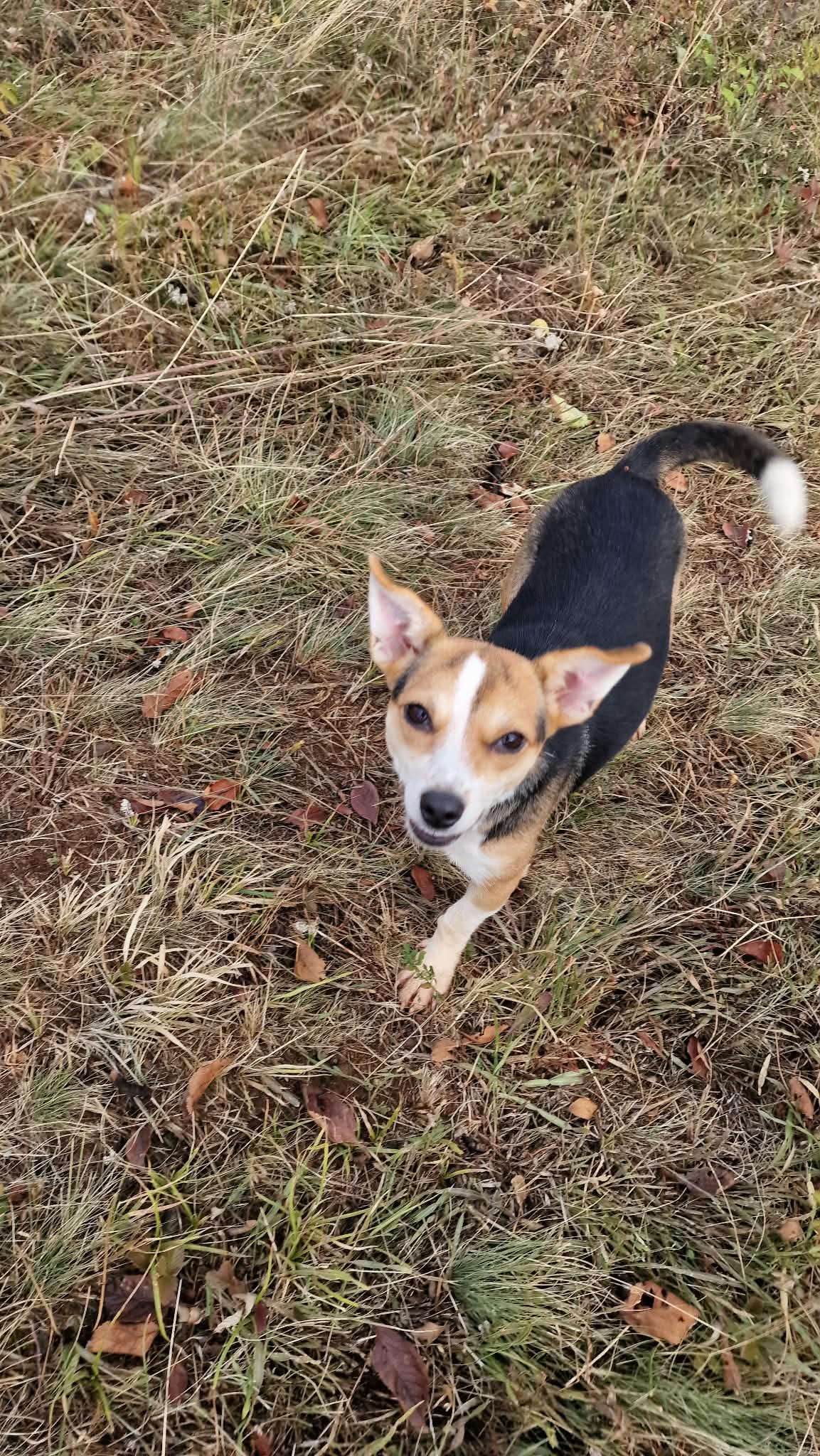 Fizzy Chihuahua-Mix Fizzy