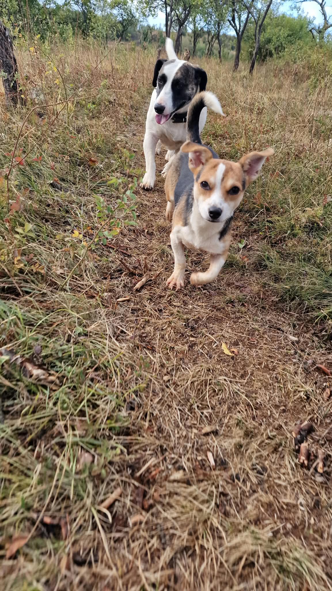 Fizzy Chihuahua-Mix Fizzy