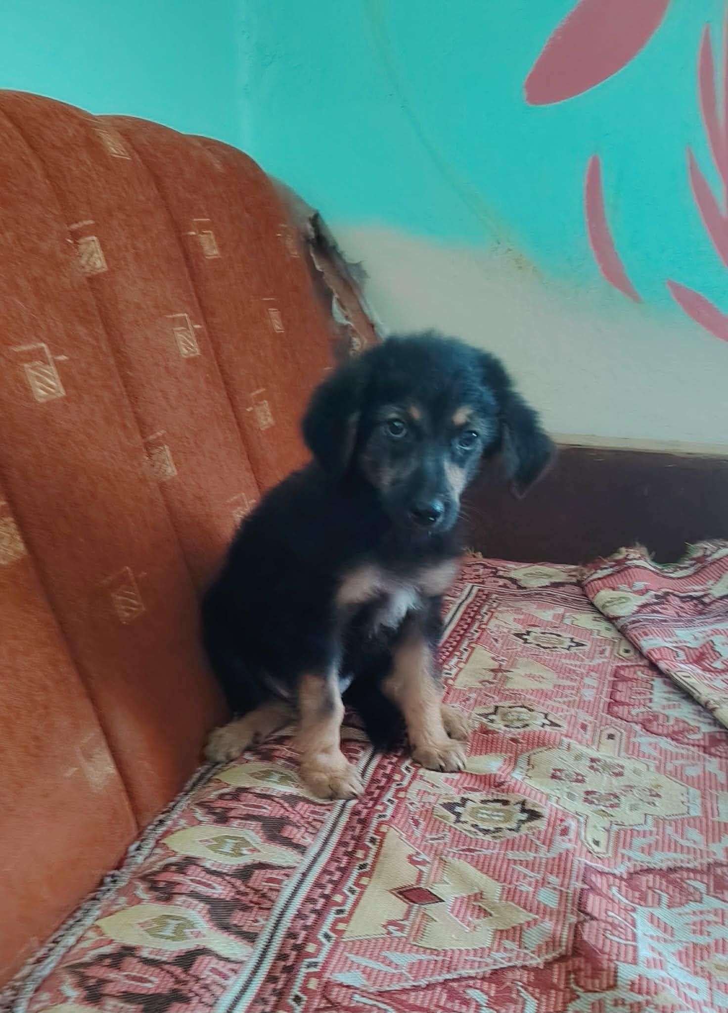 Yoda Flauschiger Welpe Yoda