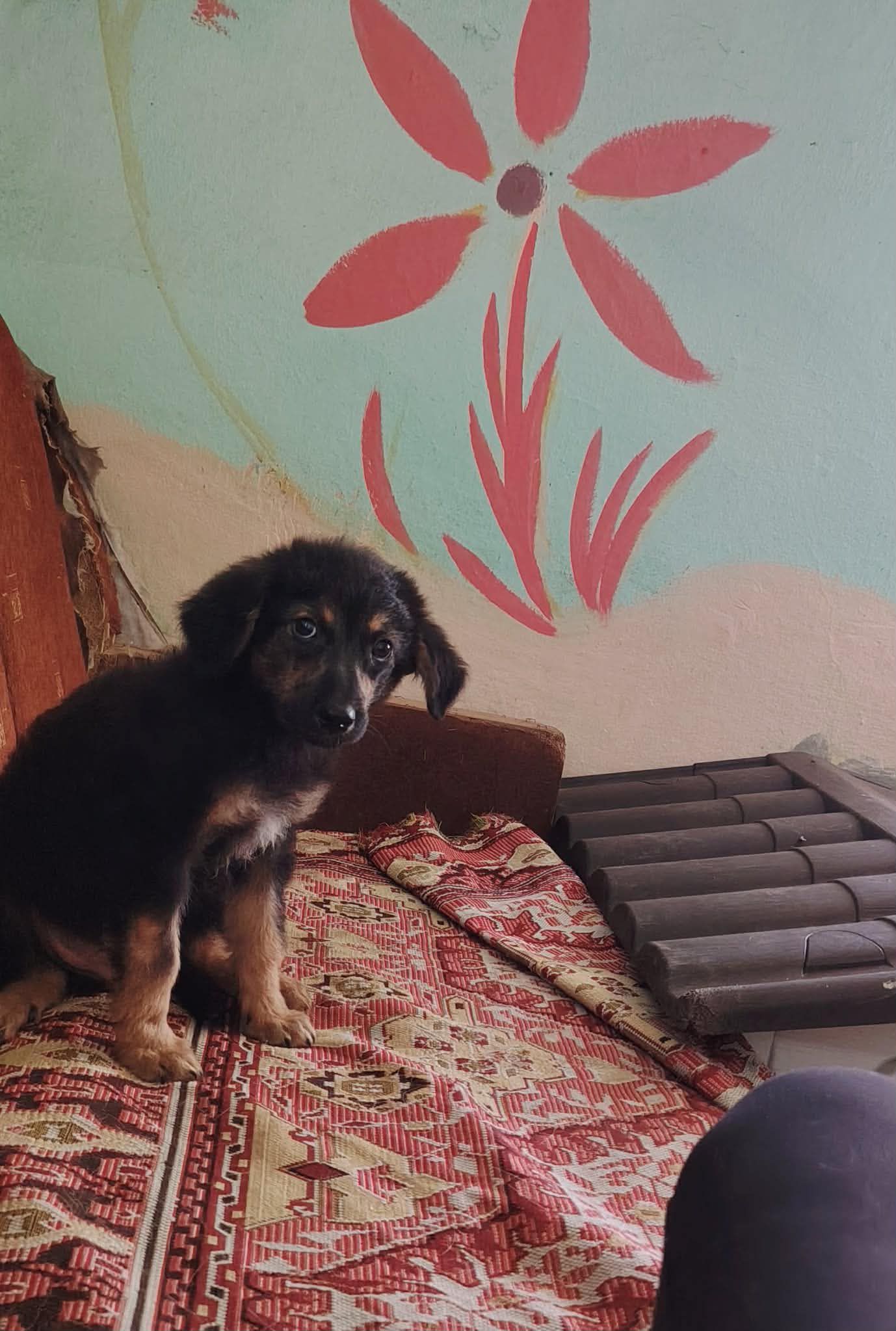 Yoda Flauschiger Welpe Yoda