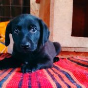 Freundlicher Welpe Mario