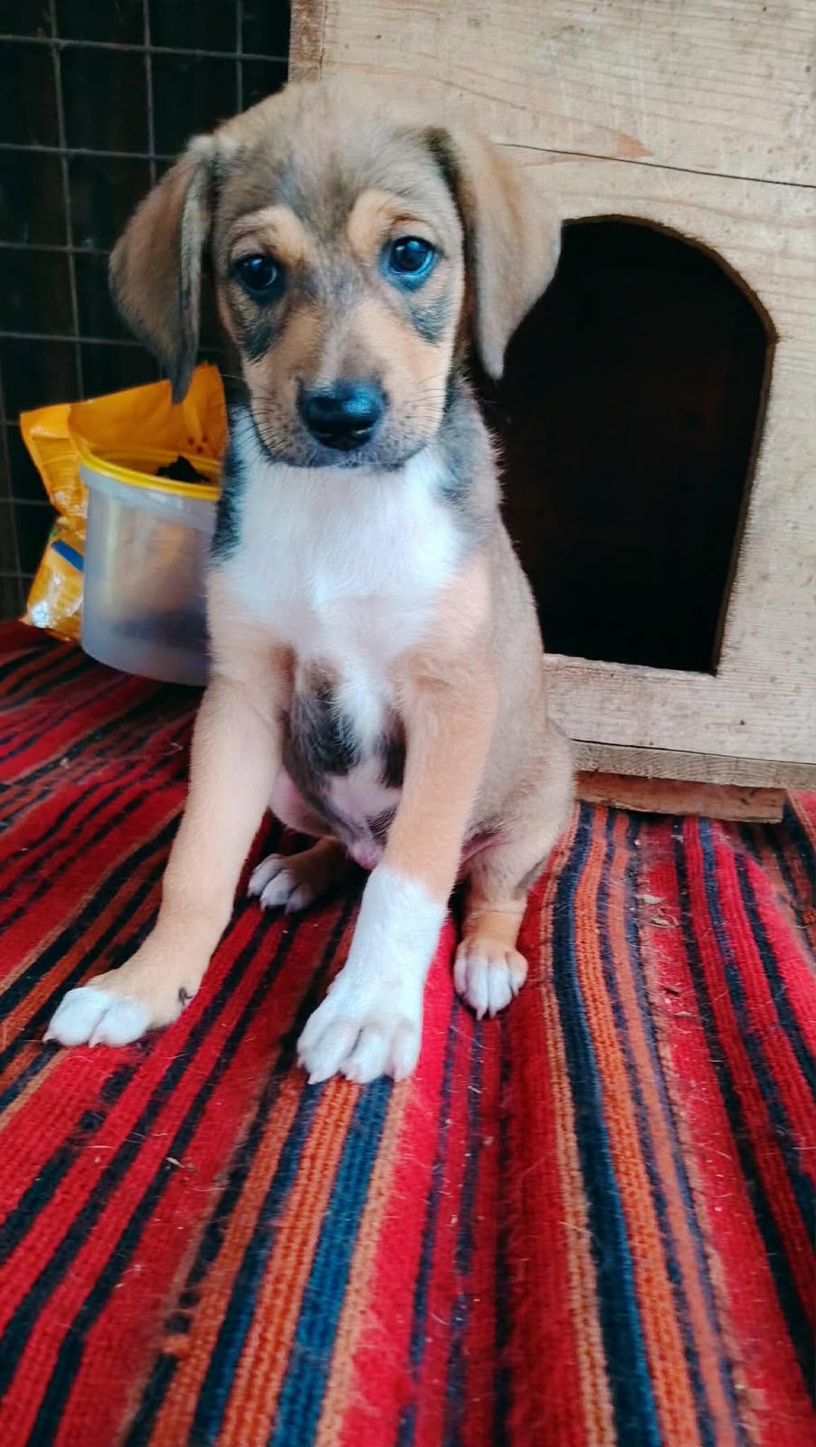Mike Liebenswerter Welpe Mike