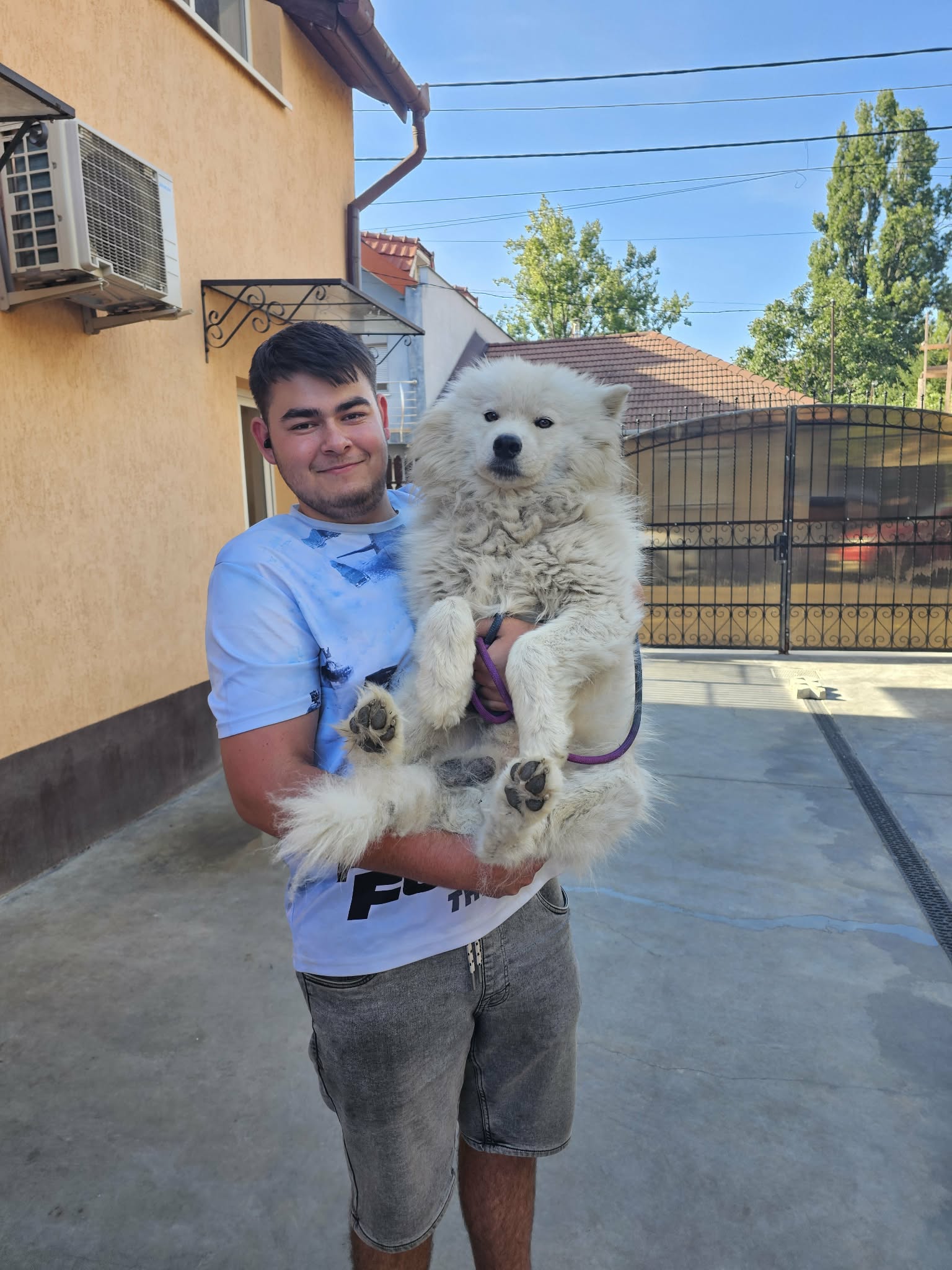 Samy Samojede-Mix Samy