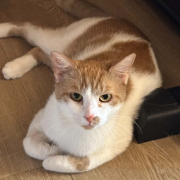Bezaubernder Leo