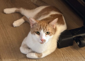 Leo Bezaubernder Leo