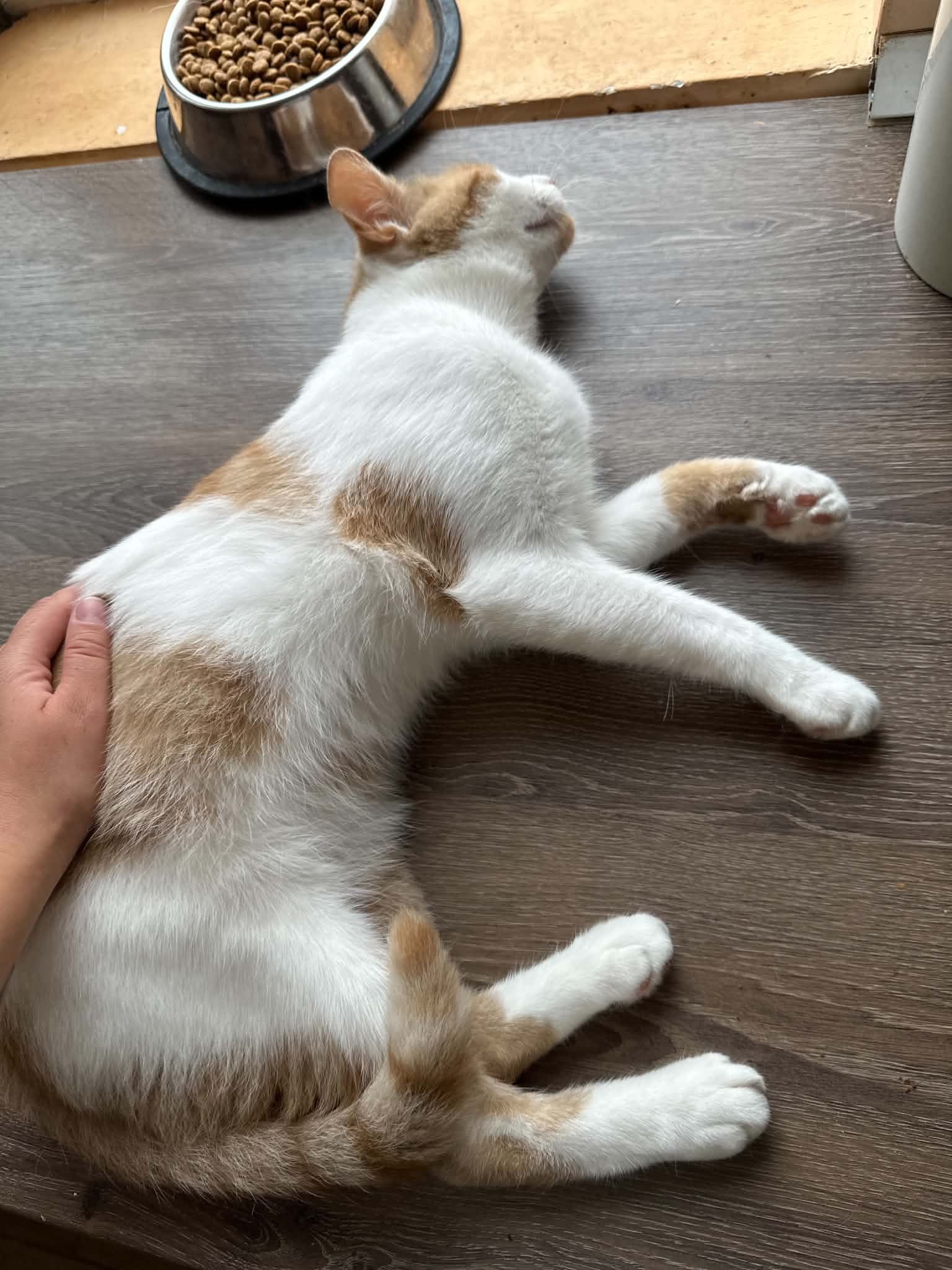 Leo bezaubernder Leo