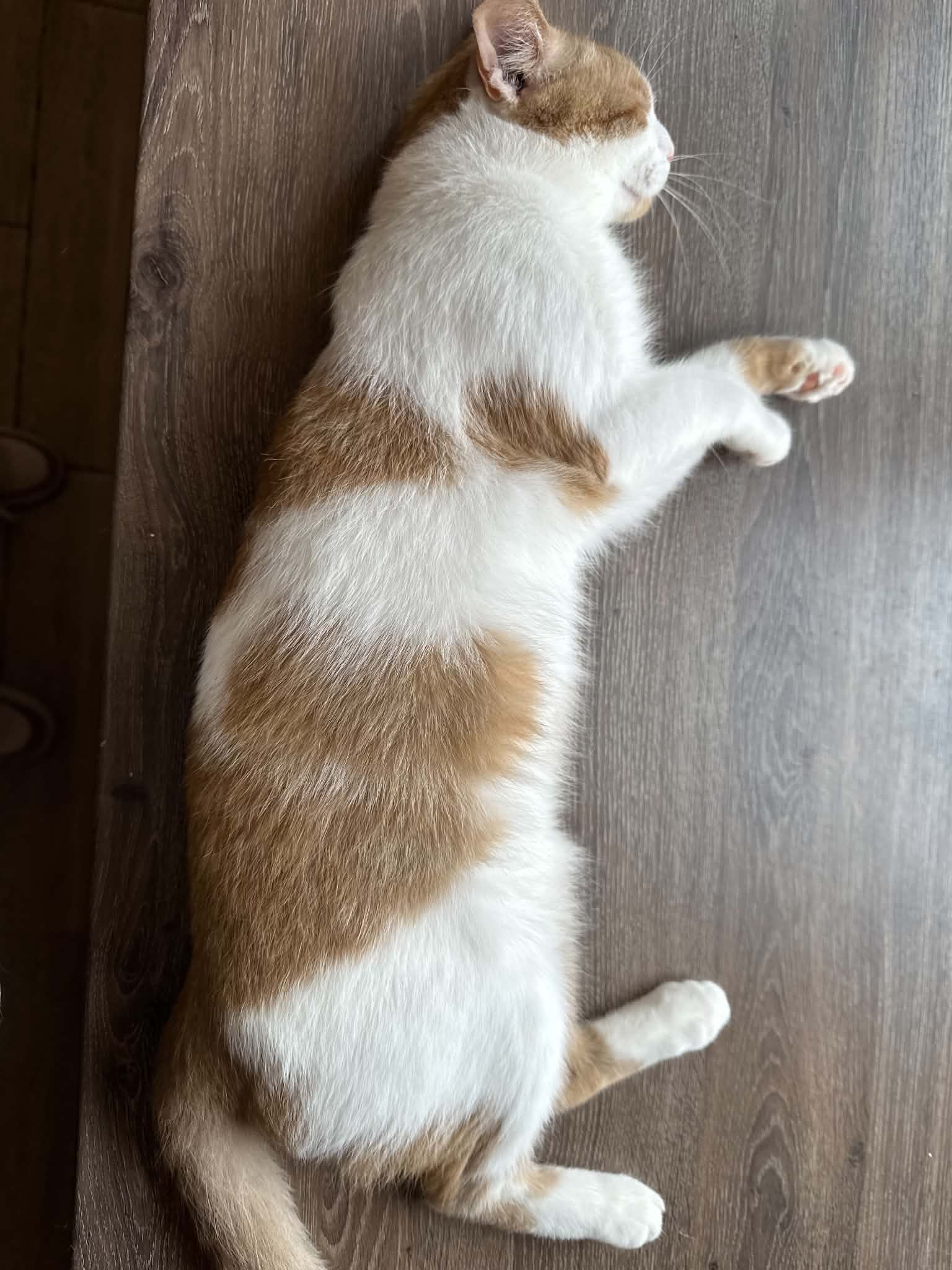 Leo bezaubernder Leo