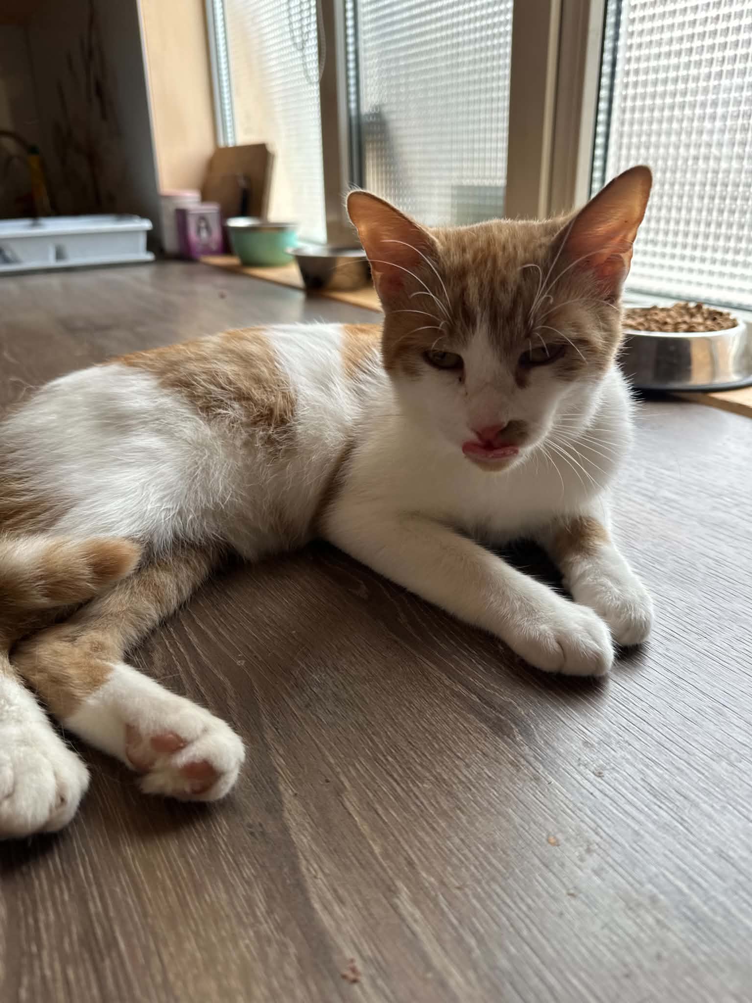 Leo bezaubernder Leo